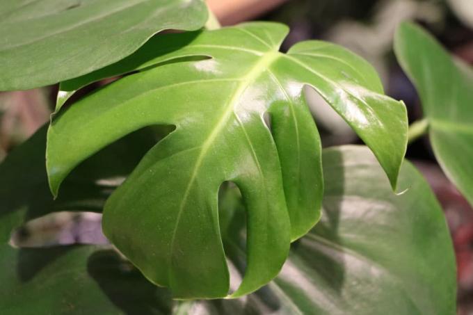 Monstera - window leaf