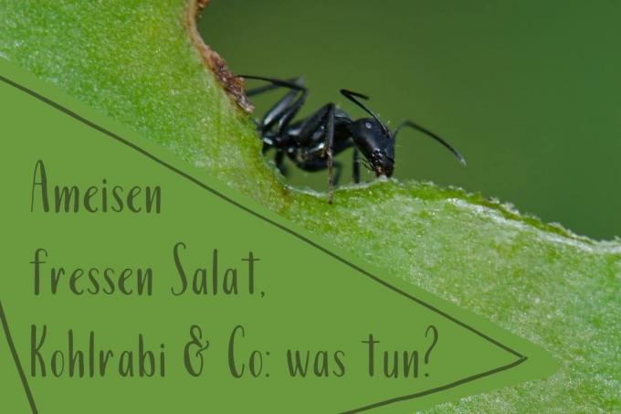Mravenci jedí salát - titul