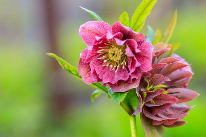 Pink Christmas rose with a green background