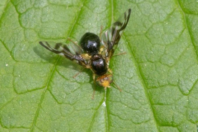 Zelena muha, vrsta muhe