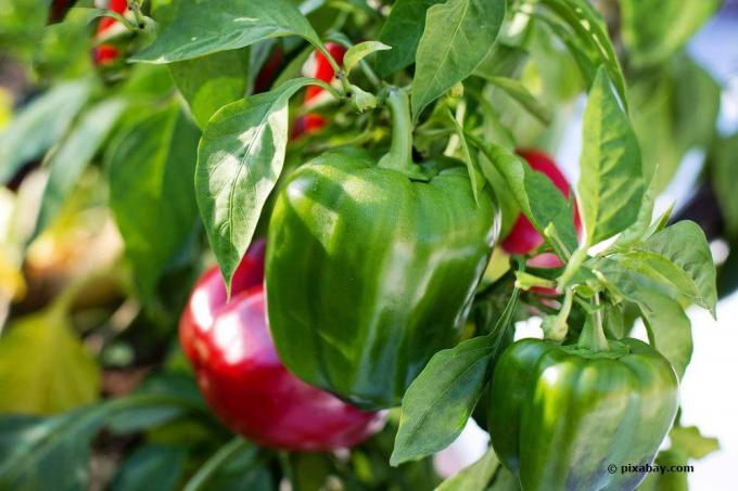 Provide peppers with a climbing aid to stabilize the plant