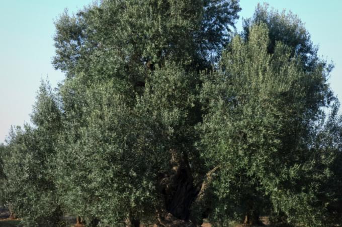 Olive Tree Diseases