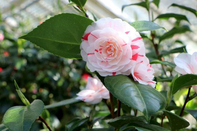 Camellia, Camellia japonica