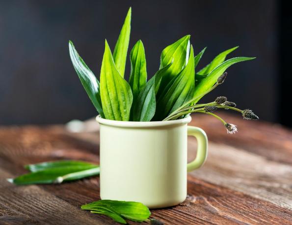 Ribwort plantain i emalje kop på træbord