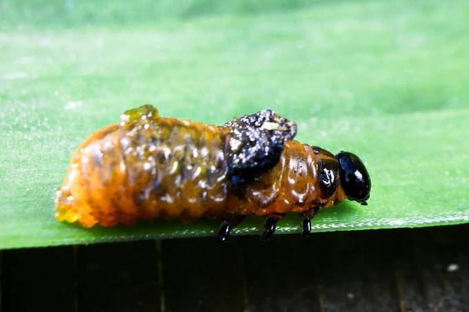 Larva del escarabajo del lirio (Lilioceris lilii)