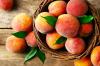 Beskärning av persikoträd: instruktioner från experterna