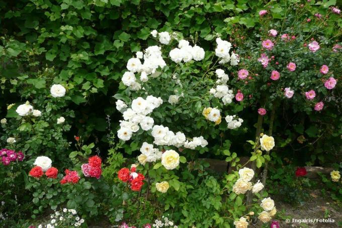 Roses for the partial shade