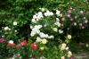 30 рози за частична сянка: тези сортове виреят на сянка