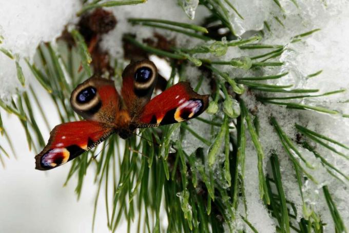 Papillon paon en hiver