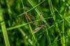 Komary łąkowe: rozpoznaj uszkodzenia i zwalczaj larwy biologicznie