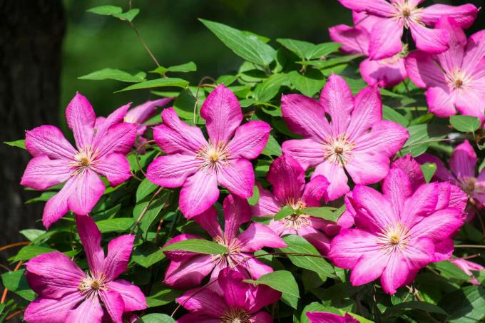 Clematis with lots of pink flowers in the sun