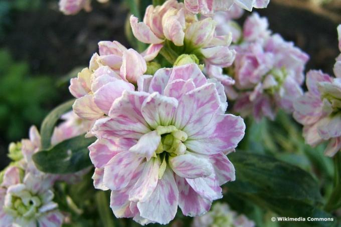 लेवकोजे (मथियोला इंकाना), गर्मियों के फूल