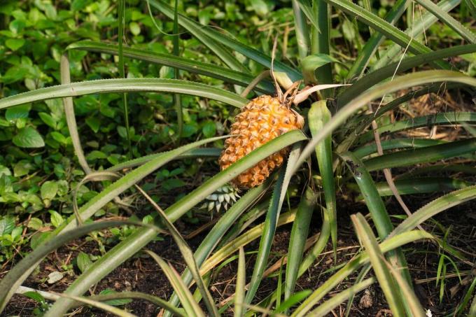 Lost Gardens of Heligan ananas