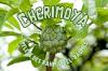 Rostlina Cherimoya: péče o smetanovou jabloň