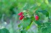 Loganberry: cura, origine e semina
