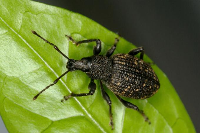 privet pests thick maul weevil
