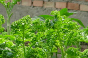 Récolter le kale, le congeler et le conserver autrement
