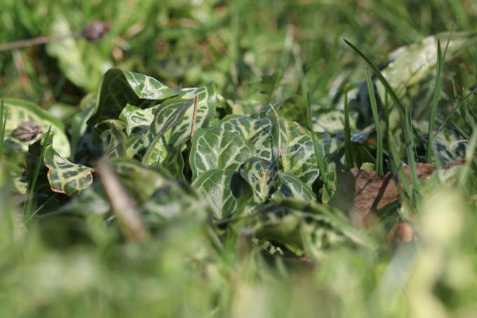 áron ​​škvrnitý, Arum maculatum