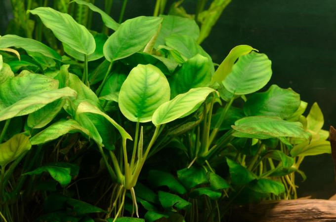 plantes-aquarium-sans-co2