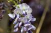 Mavi yağmur zehirli midir? Çocuklarla temas halinde wisteria hakkında bilgi