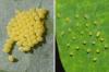 Bekjempelse av kål hvit larve: 4 hjemmemedisiner