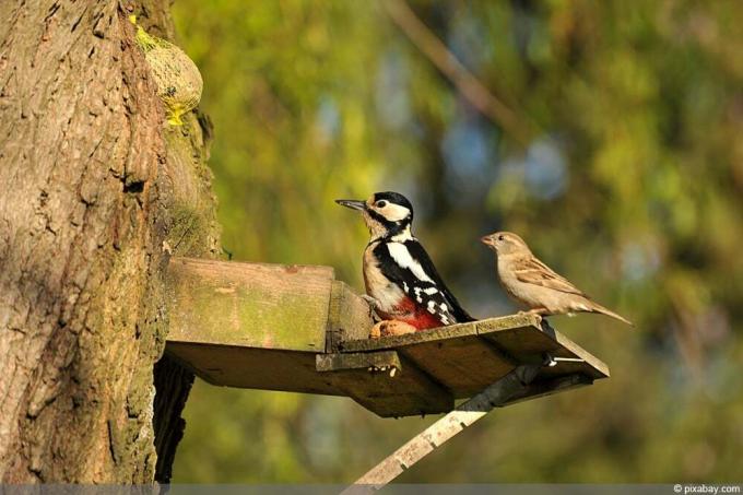 Great Spotted Woodpecker - Woodpecker - Sparrow