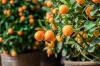 Mandarintræ: plant, pleje og overvintrer
