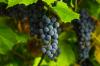 Isabella szőlő: eredet, termesztés és betakarítás