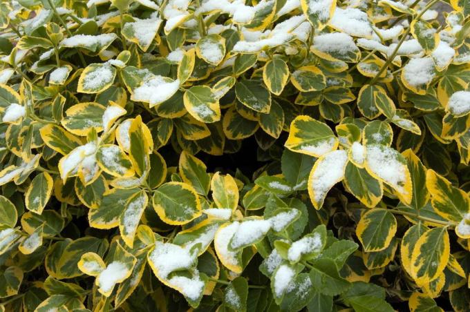 Popínavé rostliny pokryté sněhem v zimě