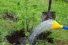 Planter des groseilles: lieu, heure et procédure