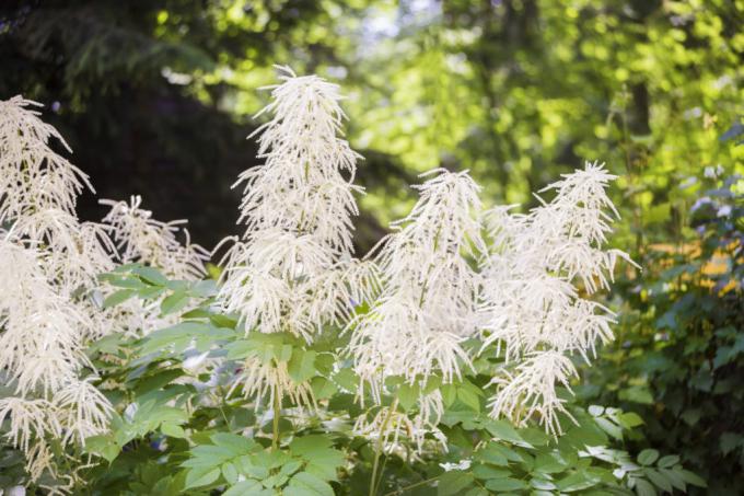 High forest goat's beard in the forest