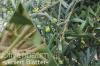 L'olivo sta perdendo le foglie: possibili cause e pronto soccorso