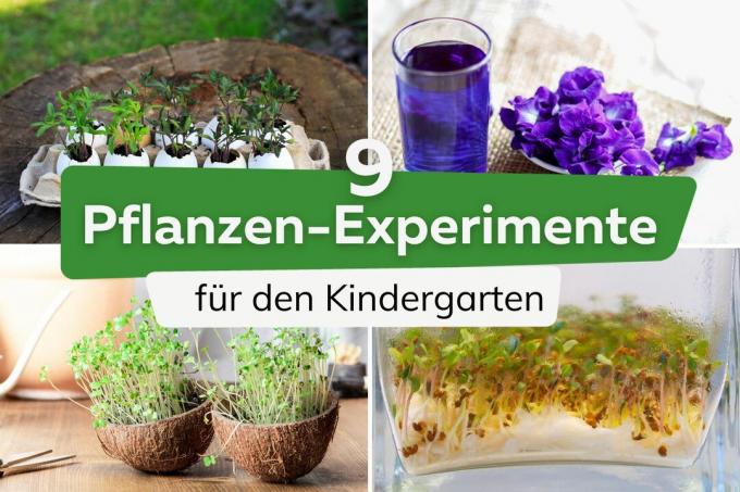 Experimente cu plante pentru titlul grădiniței