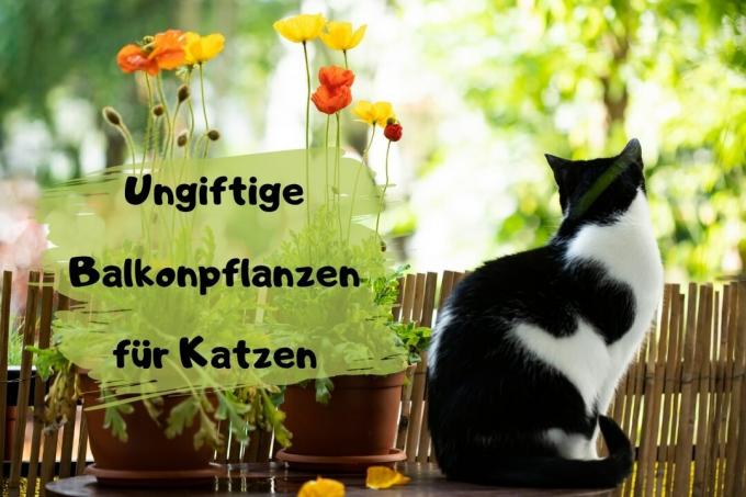 40 non-toxic balcony plants for cats - cover picture