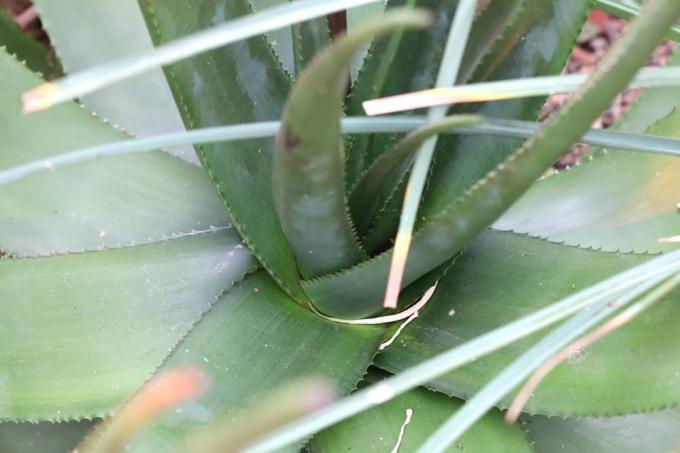 Aloe kryptopoda
