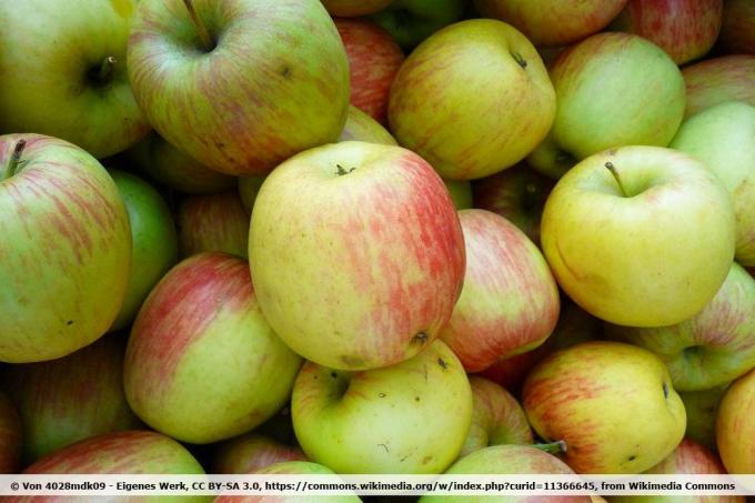リンゴ品種デルバレスチバル