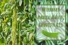 Вирощування садової квасолі: вирощування, засоби для лазіння & Co