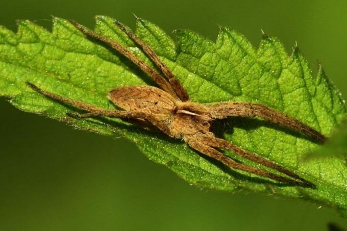 Păianjen de listă (Pisaura mirabilis)