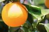 Hjälp, mitt apelsinträd tappar löv: vad ska jag göra?