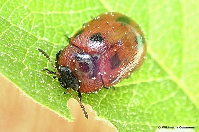 Kumbang daun Osier (Gonioctena viminalis), kumbang merah berbintik hitam