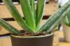 Aloe veran lisääminen: näin se toimii lasten, versojen ja pistokkaiden kanssa