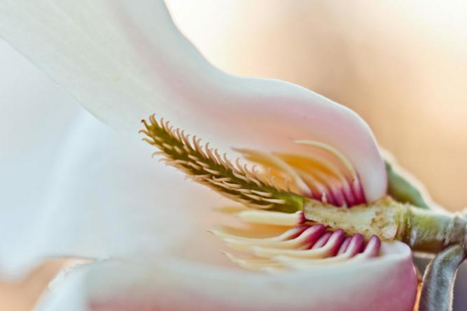 Cvet magnolije od blizu, belo rumeno roza