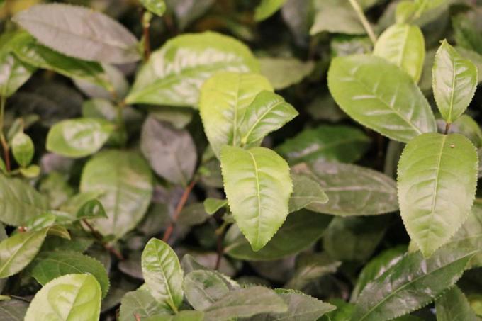 Tējas augs, Camellia sinensis