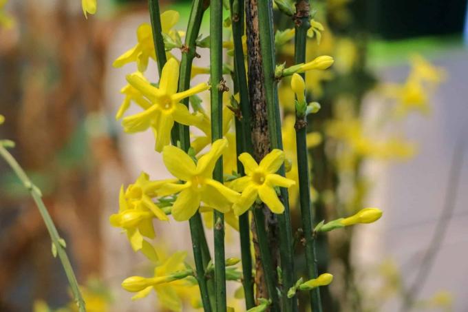 Gelsomino d'inverno (Jasminum nudiflorum)