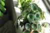 Peperomia species: The 8 most beautiful at a glance