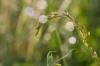 Festuca arundinacea: властивості та використання