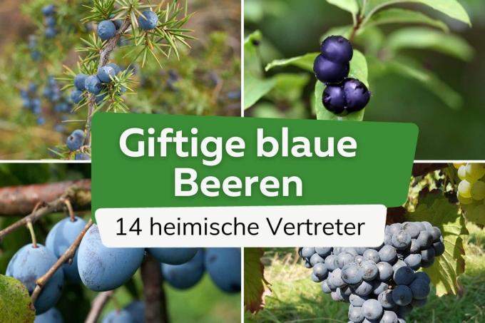 14 poisonous blue berries in our homeland