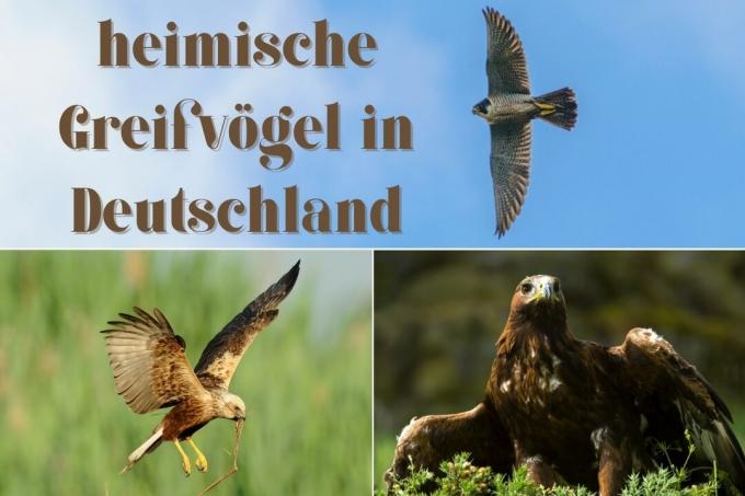 vietiniai plėšrieji paukščiai Vokietijoje