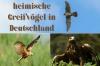 Определите 14 местных хищных птиц Германии