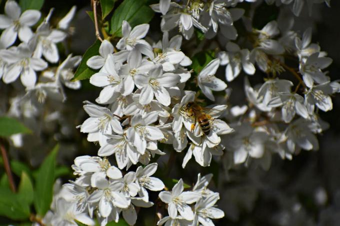 Deutzia en fleurs avec abeille